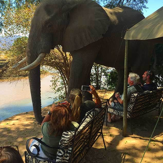 Stretch Ferreira Safaris Elephant Visitors Zimbabwe Mana Pools