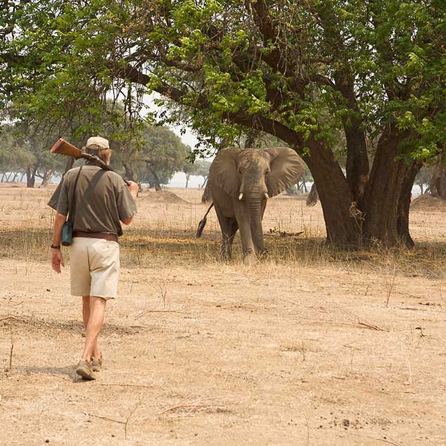 Stretch Ferreira Safaris Elephant Zimbabwe Mana Pools