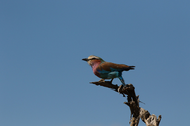 Birdlife Mana Pools national Park